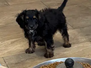 Små virkelig fine mini Cavapoo babyer