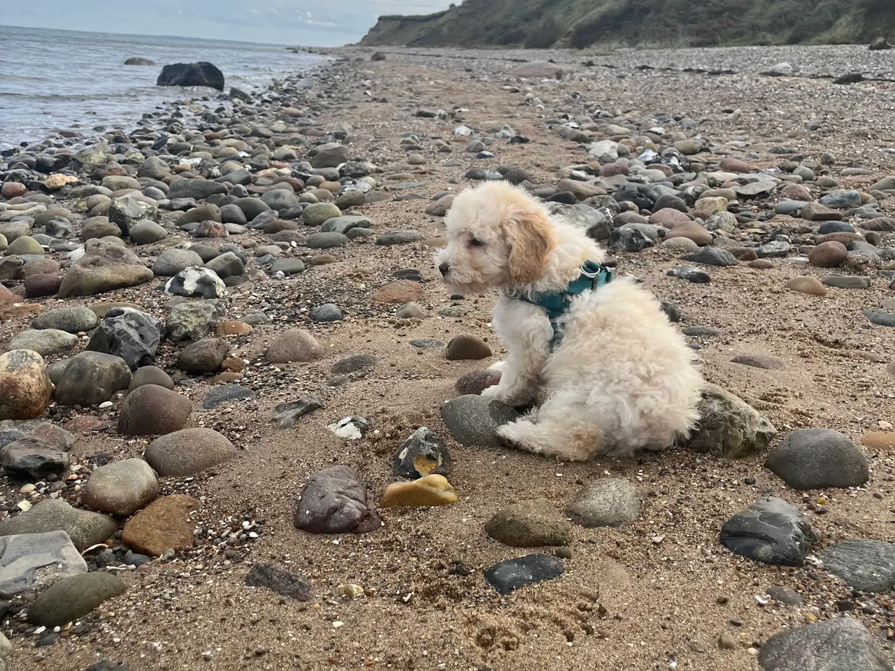 Billede 1 - Labradoodle hvalp 