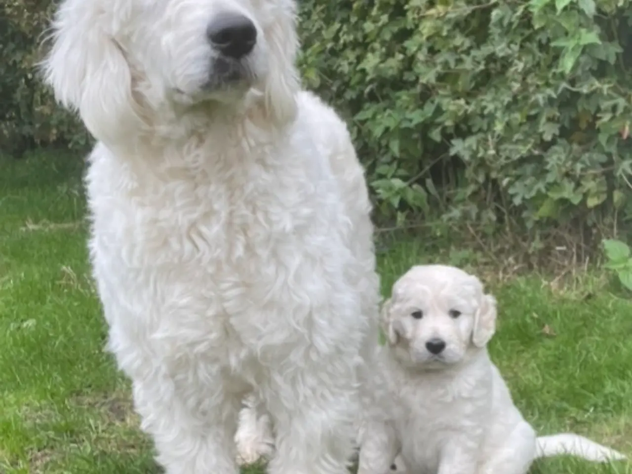 Billede 15 - Goldendoodle-HVALPE