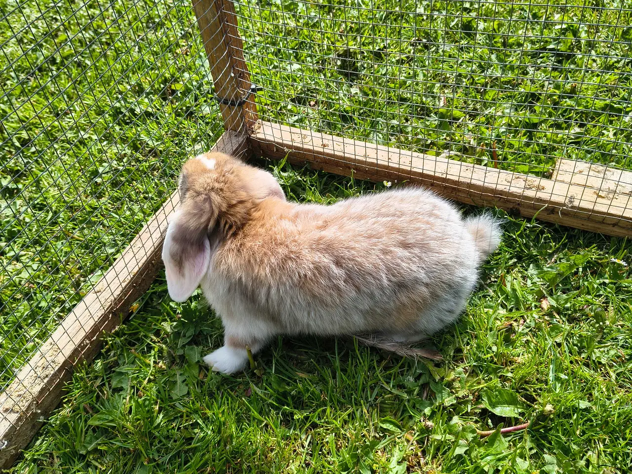 Billede 3 - Dværg vædder/Mini lop