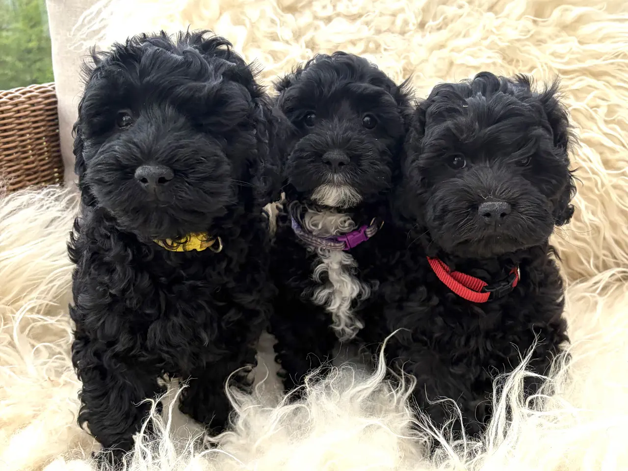 Billede 10 - Den smukkeste lille fine Cavapoo dreng