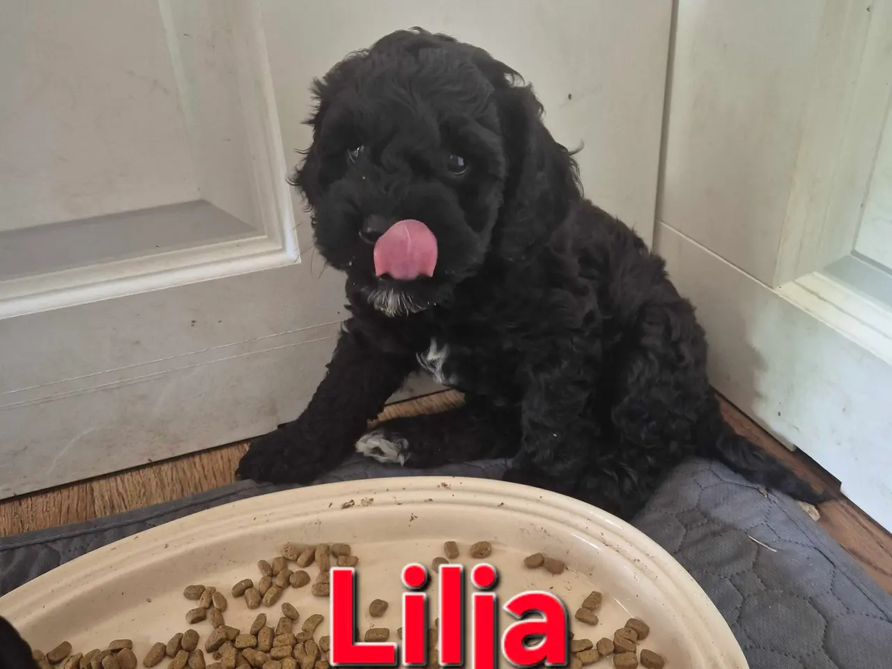 Billede 1 - Lækker cockapoo hvalp