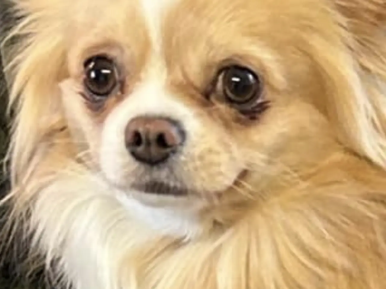 Billede 13 - Chihuahua langhåret 