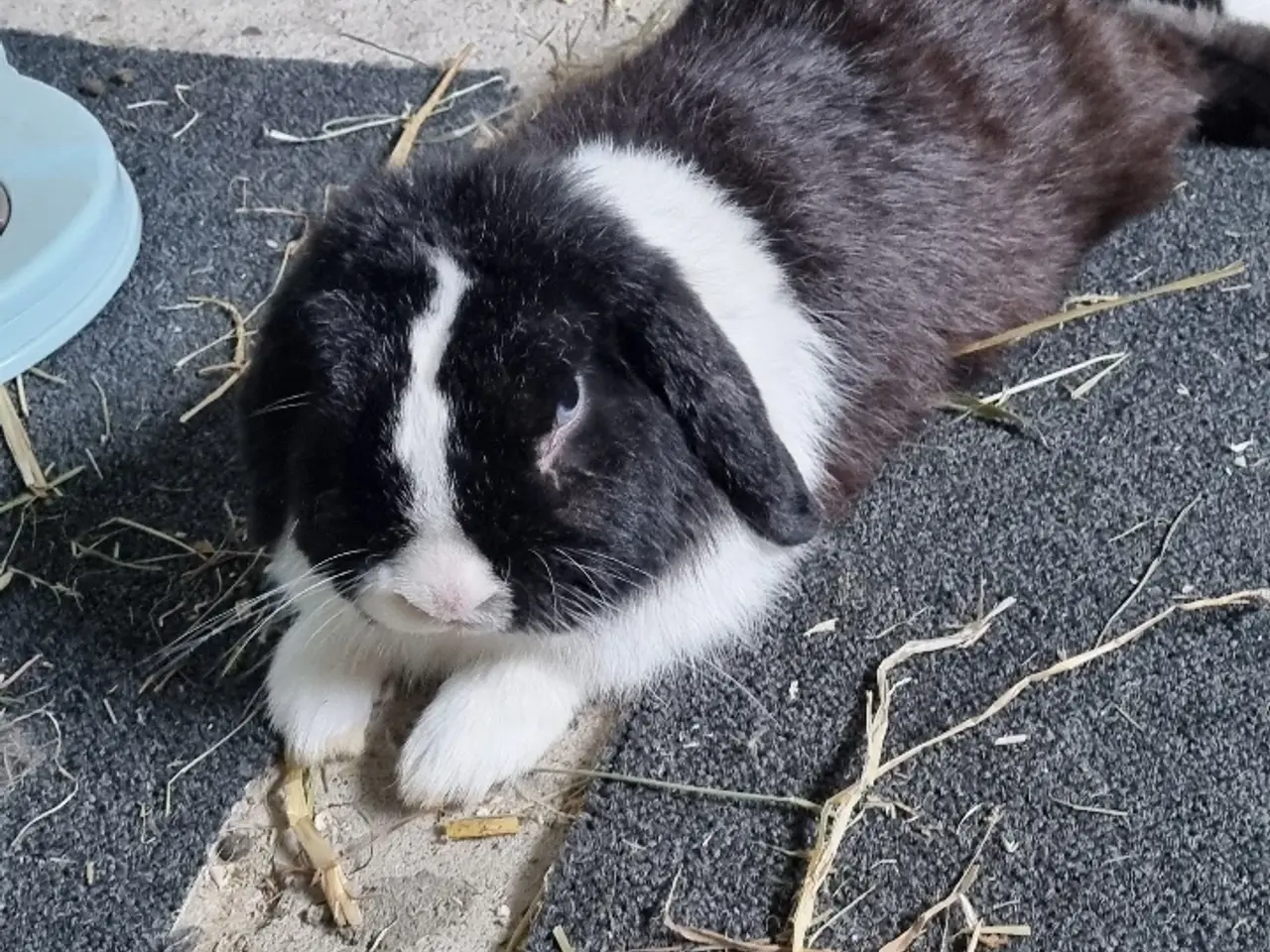 Billede 2 - Hun kannie mini lop