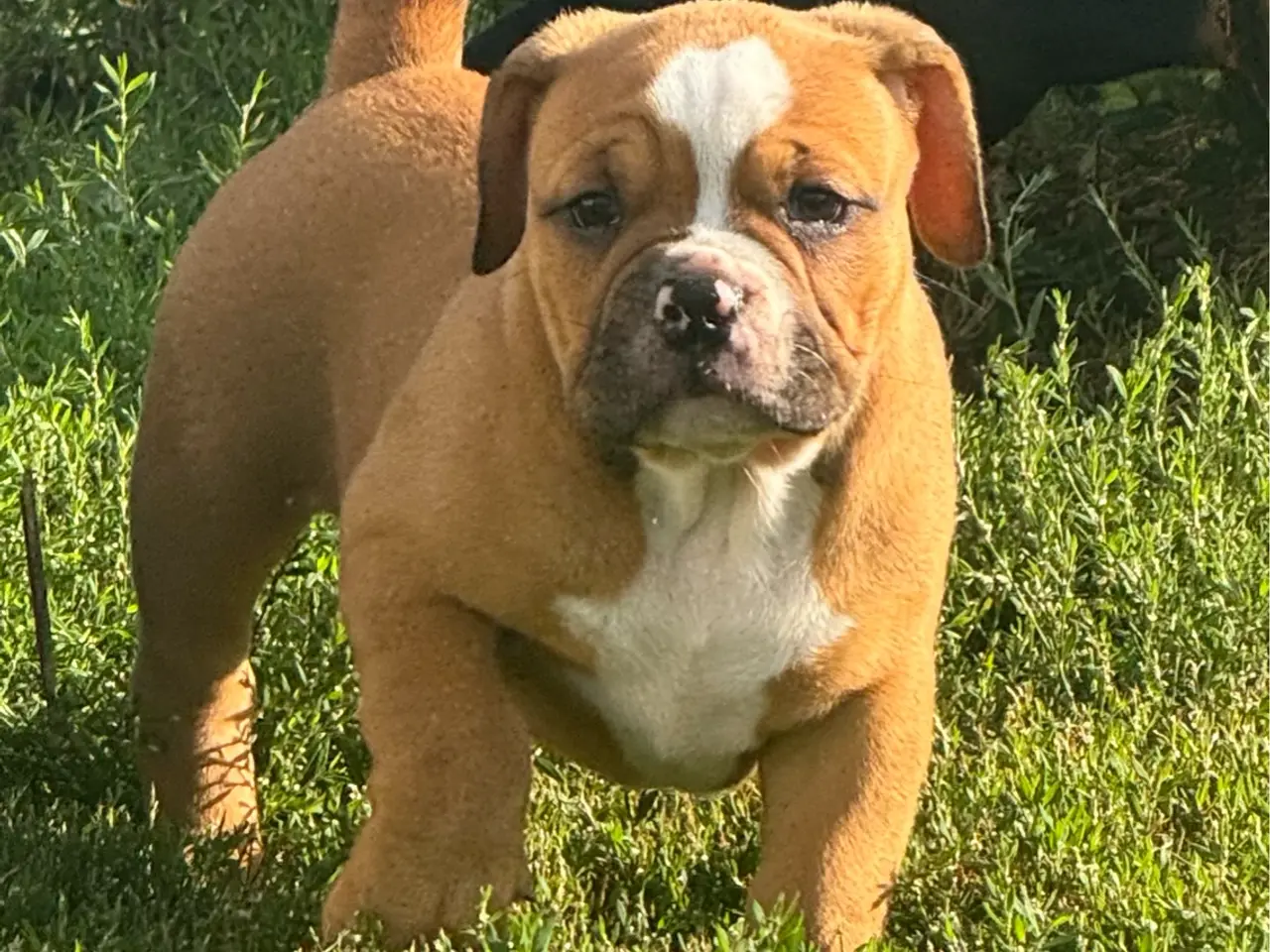 Billede 1 - Mini Bull Hvalp m/stamtavle