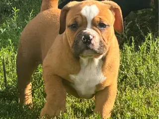 Mini Bull Hvalp m/stamtavle