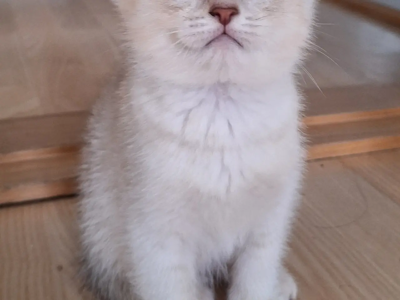Billede 7 - British shorthair