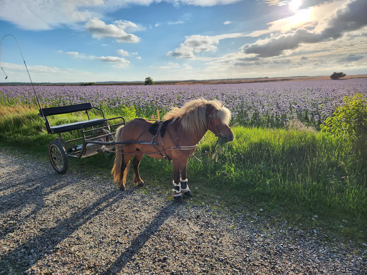 Billede 3 - Amerikanske miniature hingst med fuld stamtavle