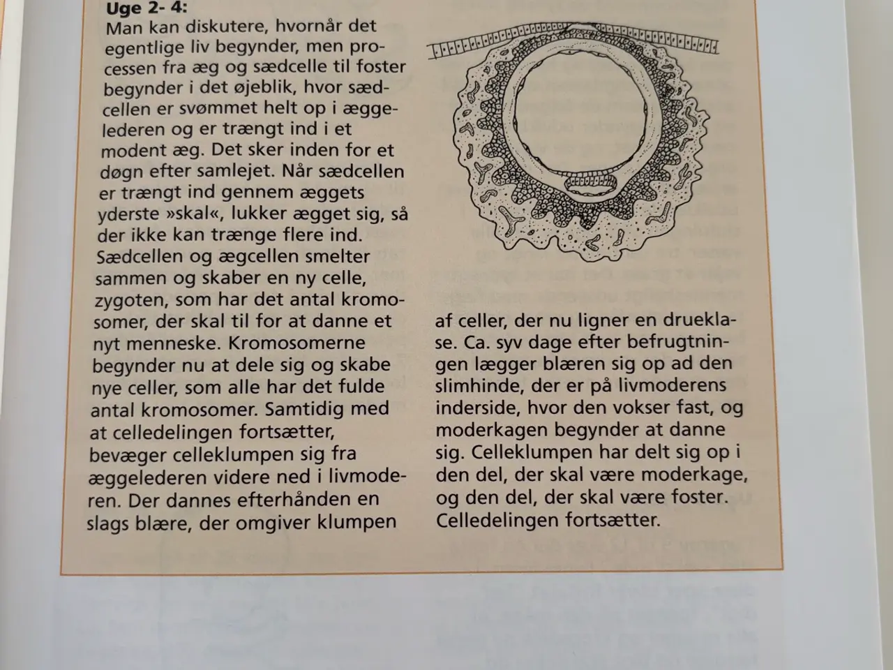 Billede 6 - Gyldendals bog om barnet