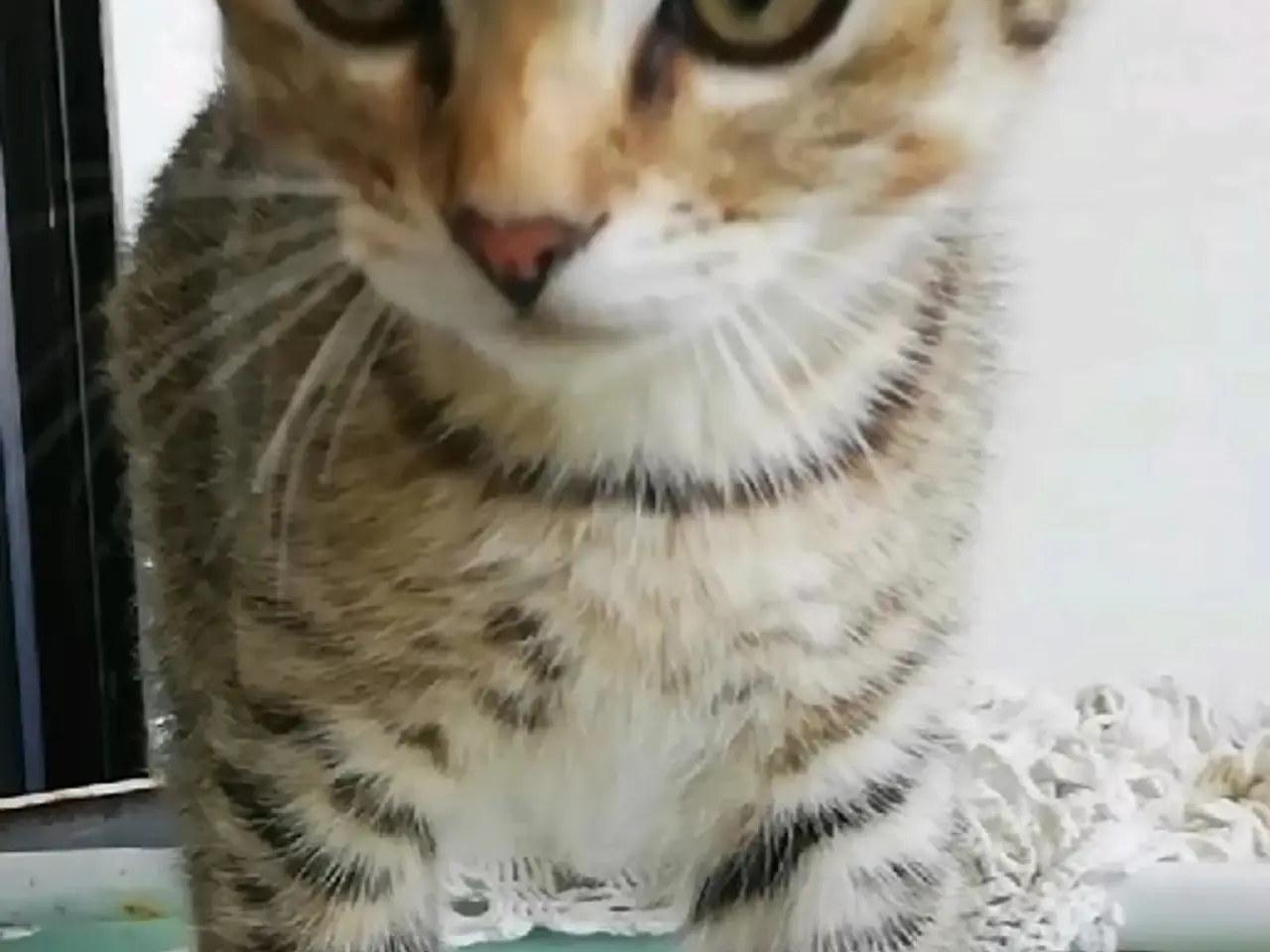 Billede 10 - Tiger – charmerende Scottish Fold han søger kærlig