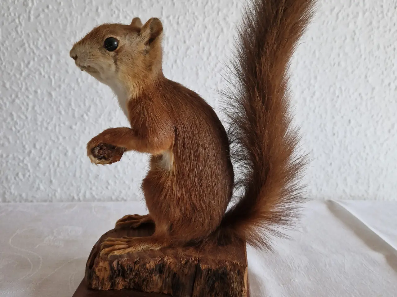 Billede 1 - Egern Sciurus Vulgaris. Meget flot.