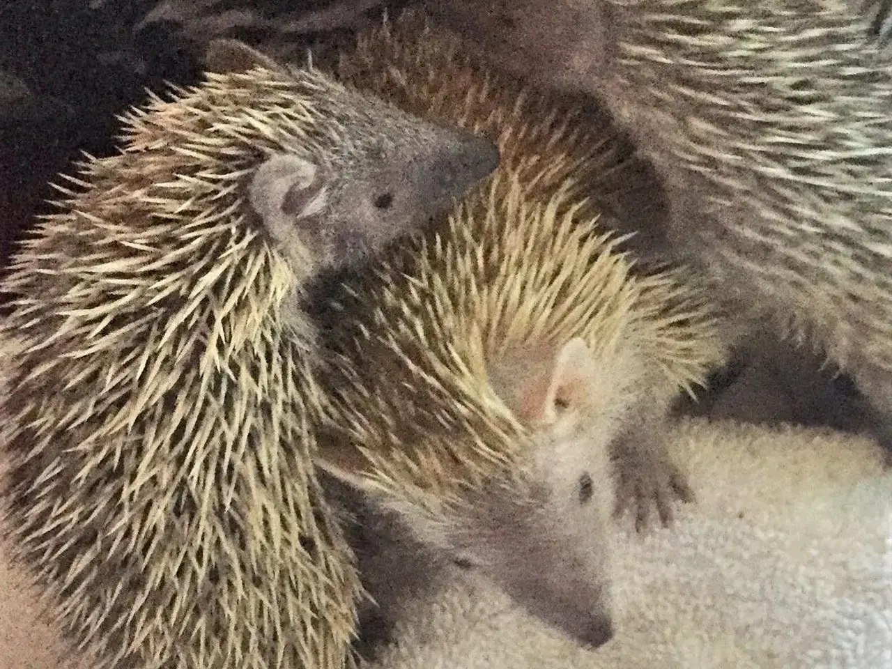 Billede 12 - Tenrec 