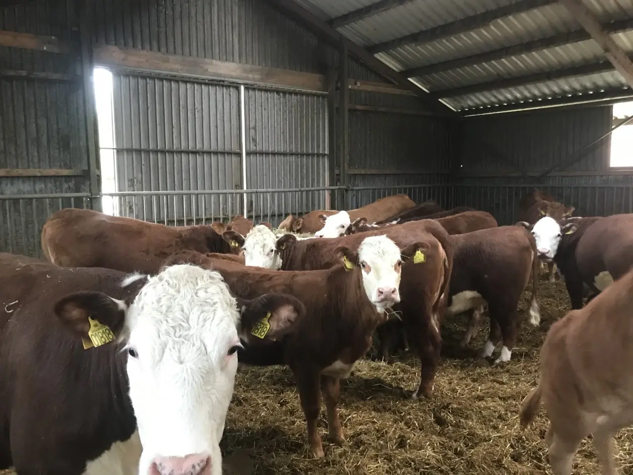 Billede 5 - Hereford