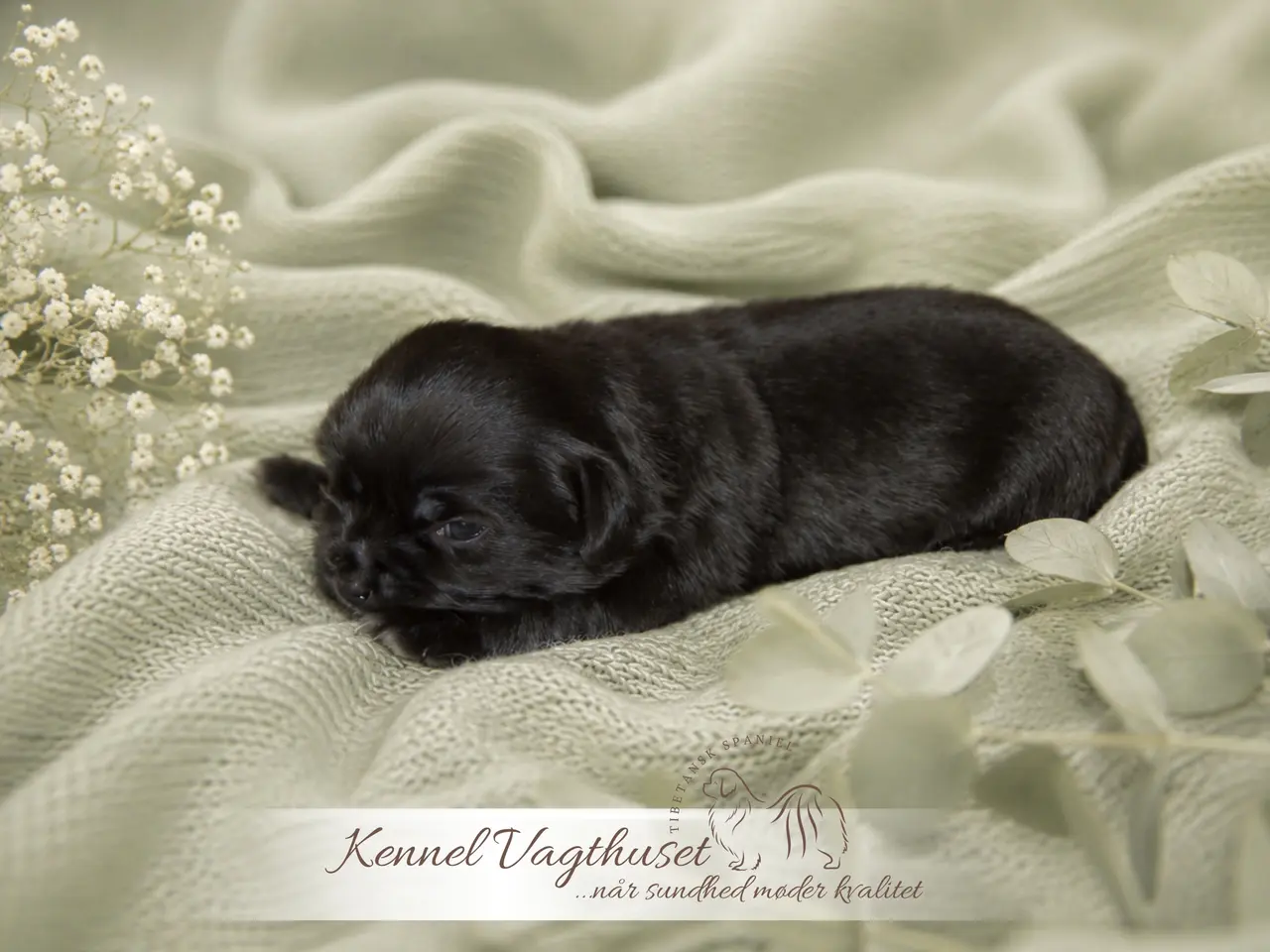 Billede 12 - Tibetansk Spaniel hvalpe
