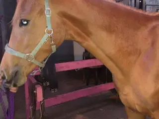 Rød Dv hingst plag med fuld stamtavle