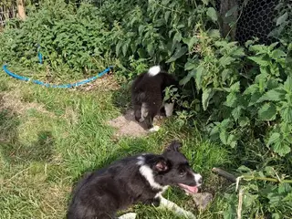 Smukke Border Collie hvalpe til salg - 3