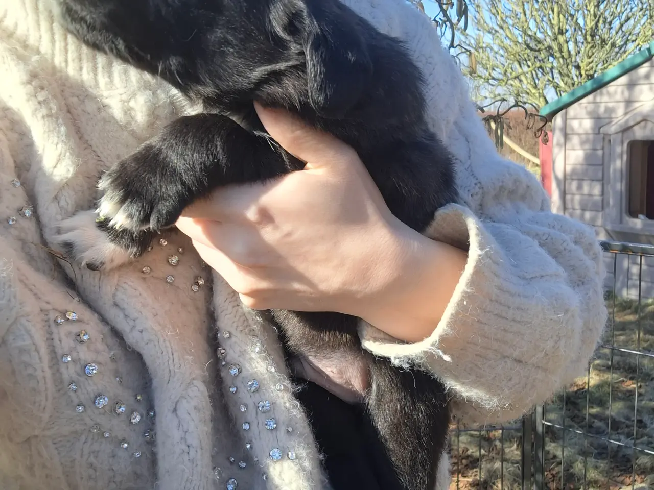 Billede 13 - Skønne LabCollie Hvalpe