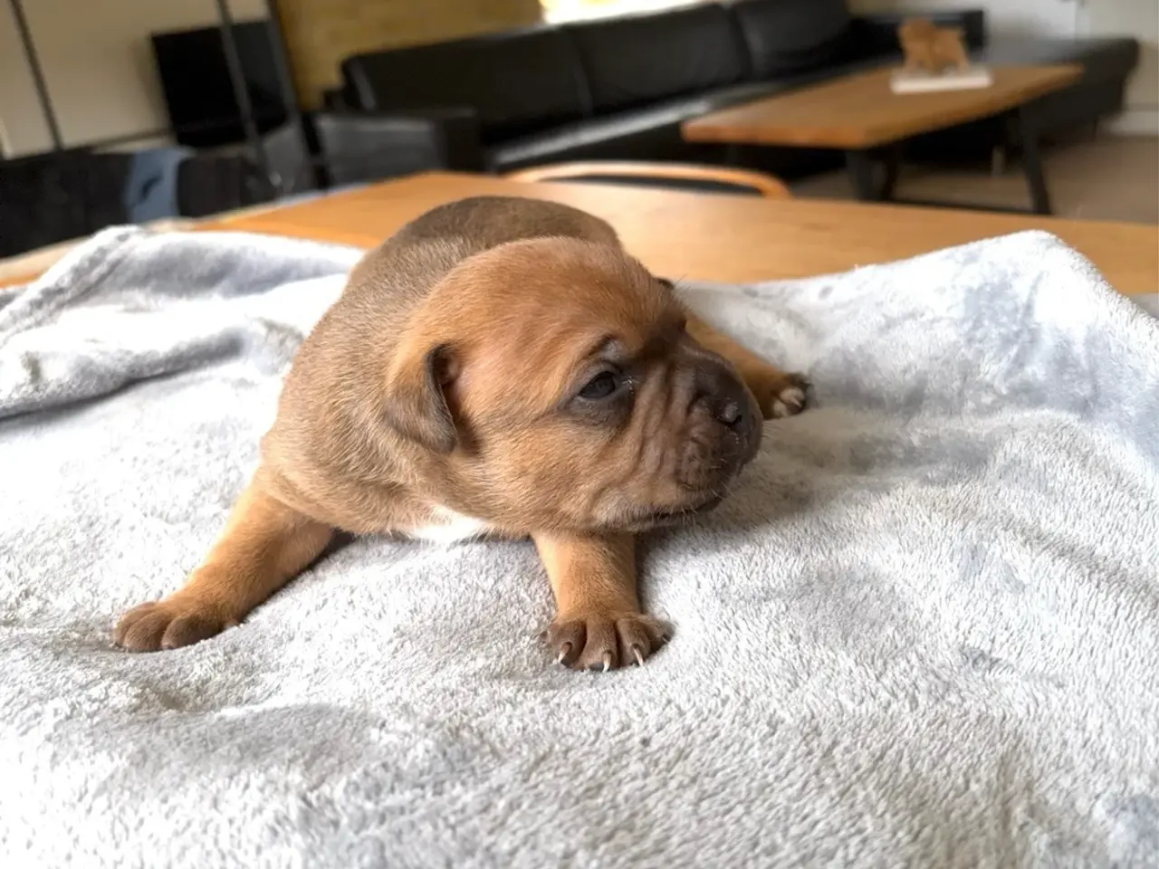 Billede 8 - Engelsk Staffordshire Bull terrier 