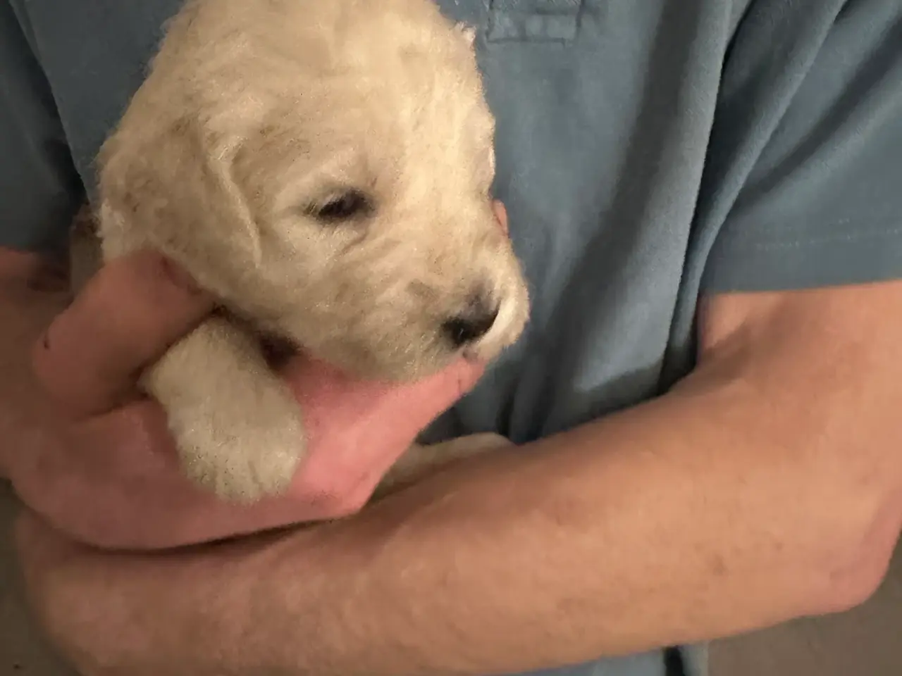 Billede 3 - Smukke Golden Doodle hvalpe