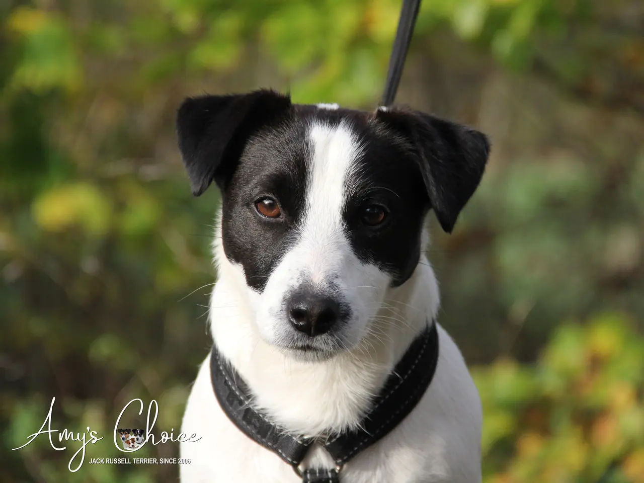 Billede 2 - Jack Russell terrier han til Avl