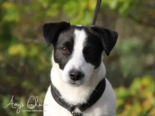 Jack Russell terrier han til Avl