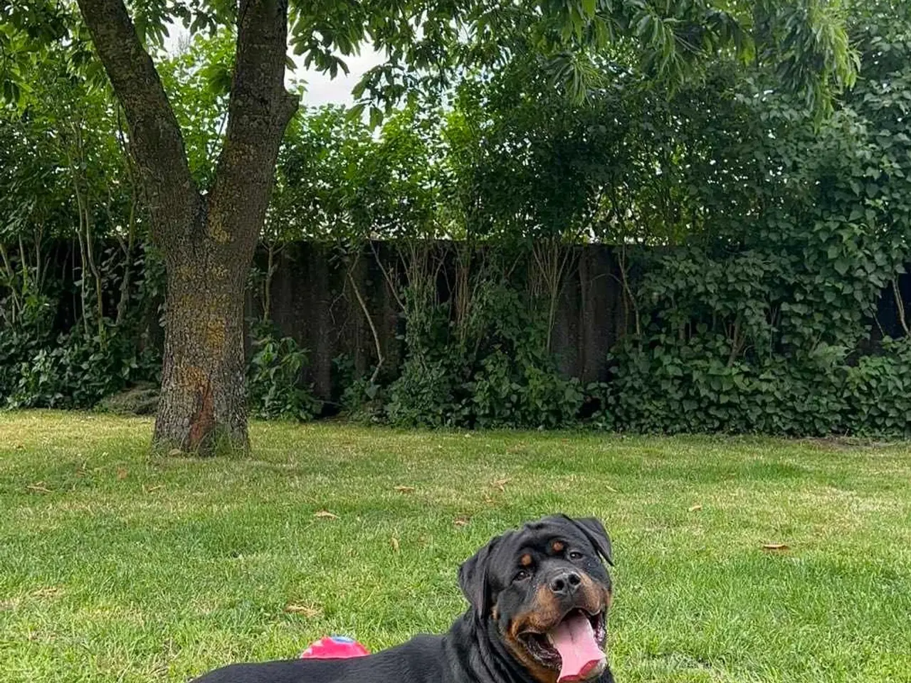 Billede 5 - Rottweiler han til avl