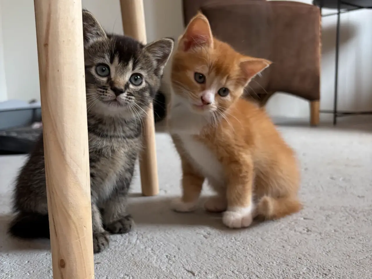 Billede 8 - Halv British Shorthair