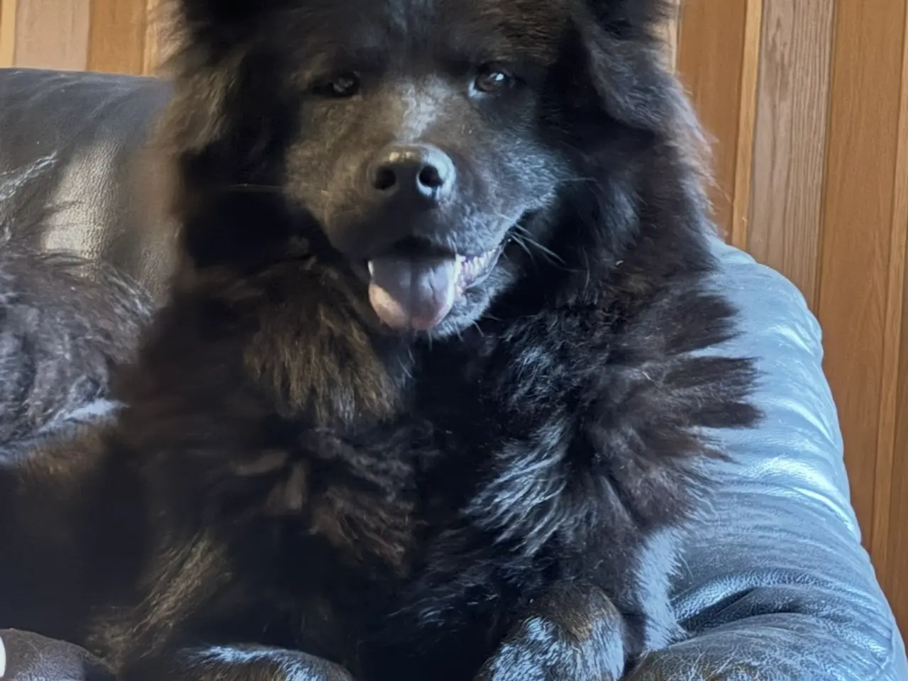 Billede 1 - Blandings hvalpe eurasier/golden