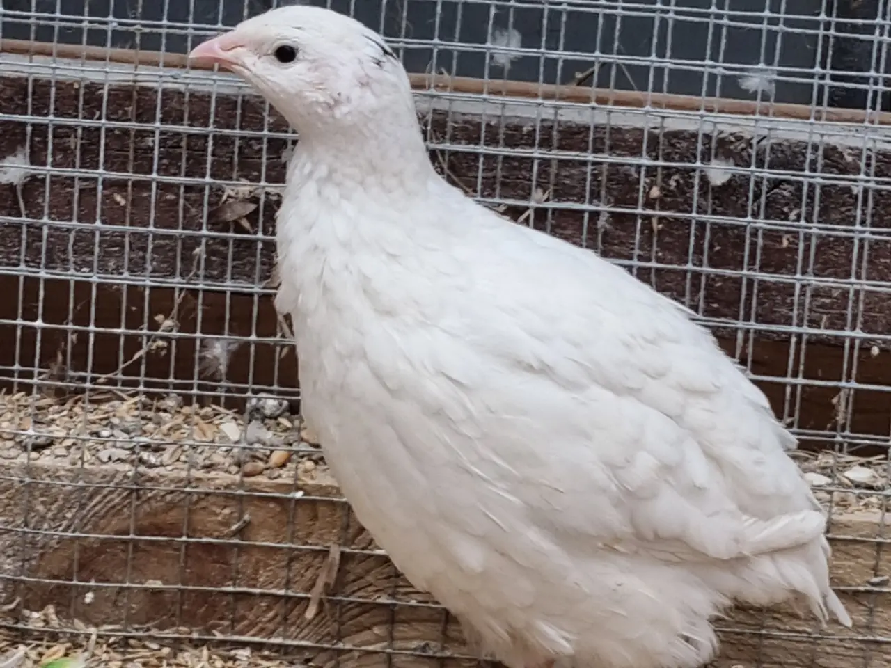 Billede 4 - Jumbo vagtler 