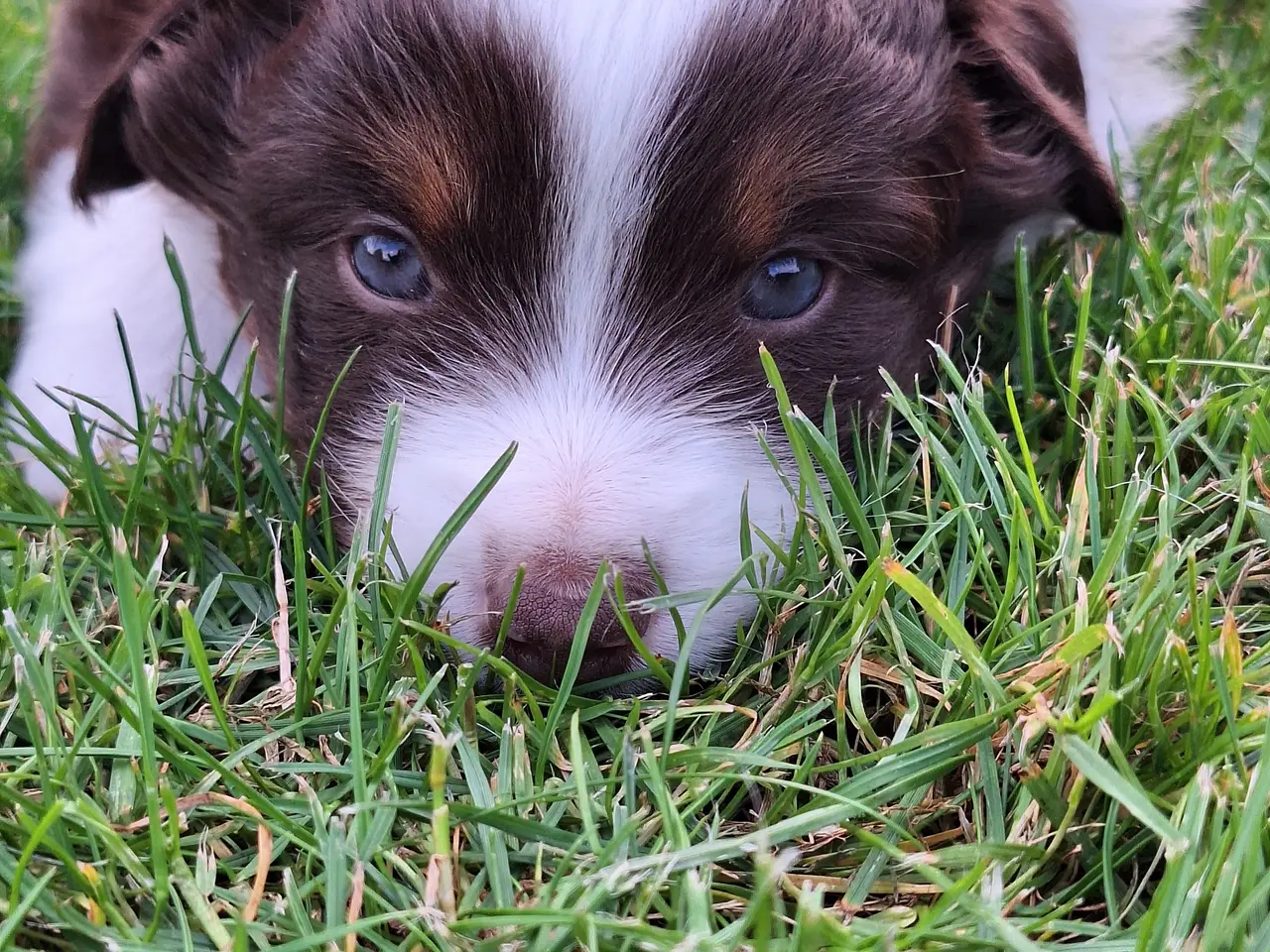 Billede 17 - Miniature American Shepherd hvalpe