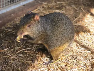 Agouti han sælges