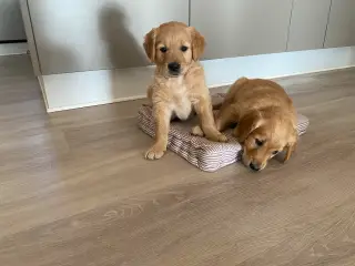 Golden retriever hvalpe