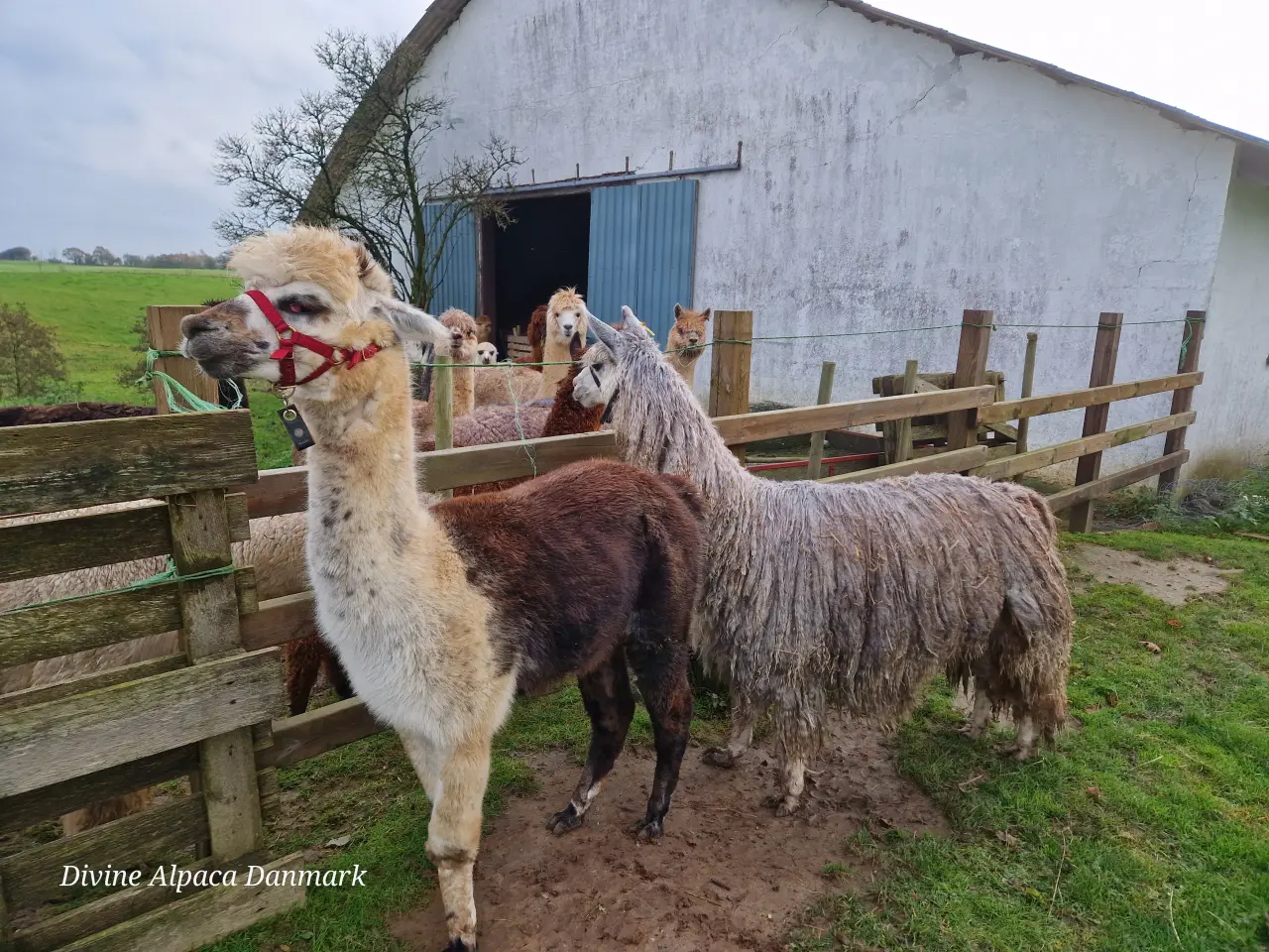 Billede 5 - Alpaca, 2 stk. 4.000 - 6.000