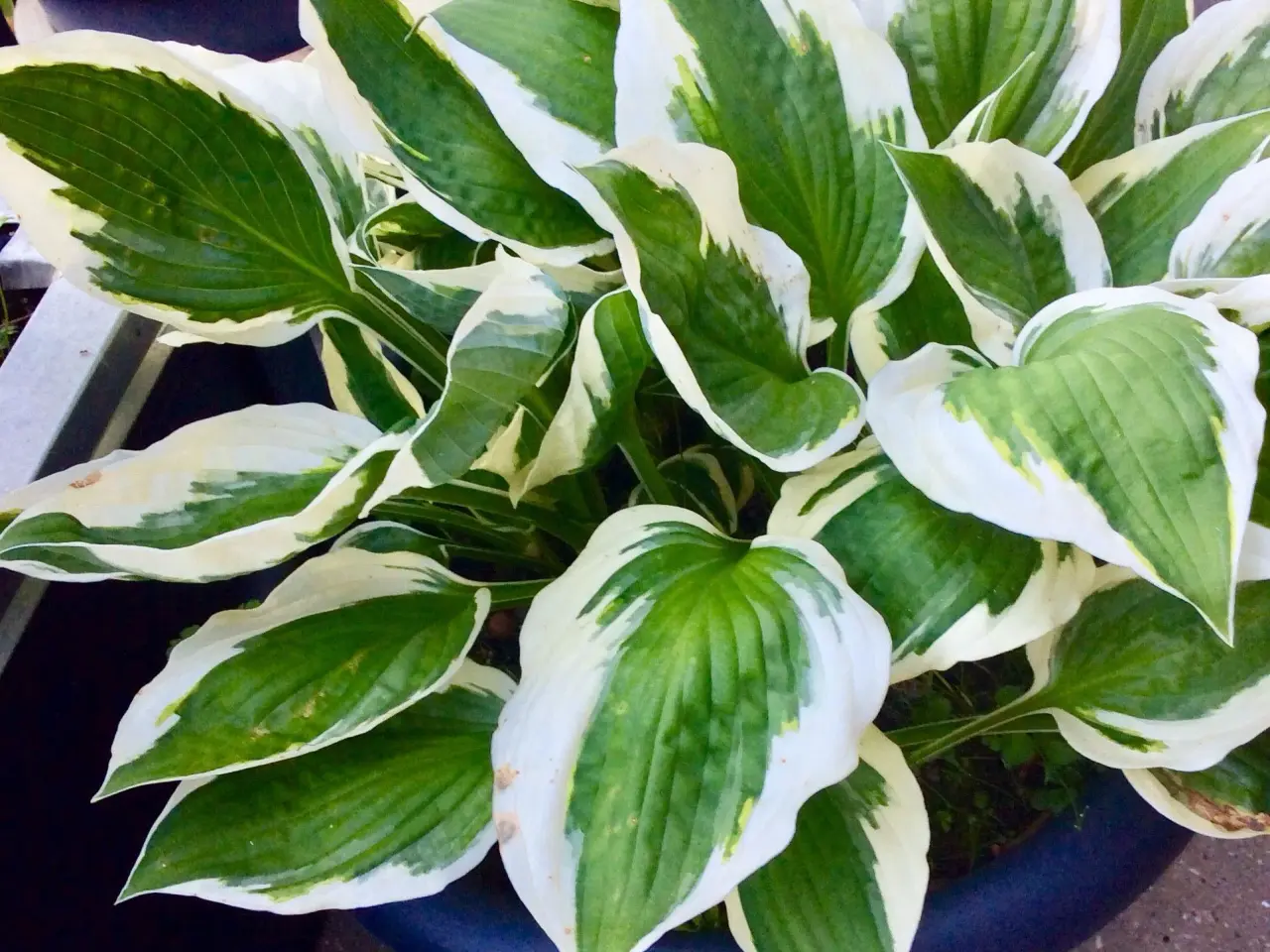 Billede 6 - Hjerteblomst Staude.