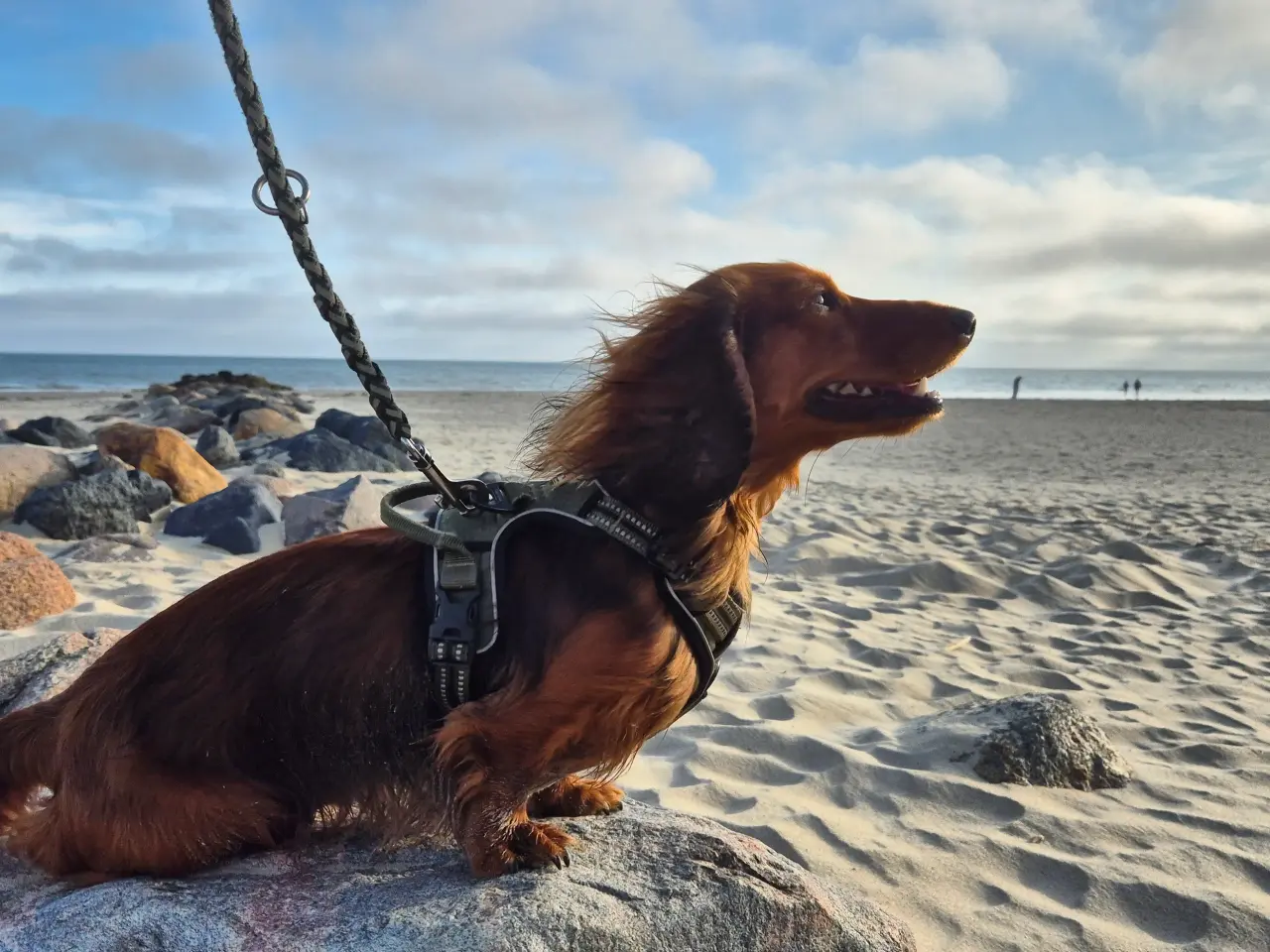 Billede 3 - Dværggravhund til Parring