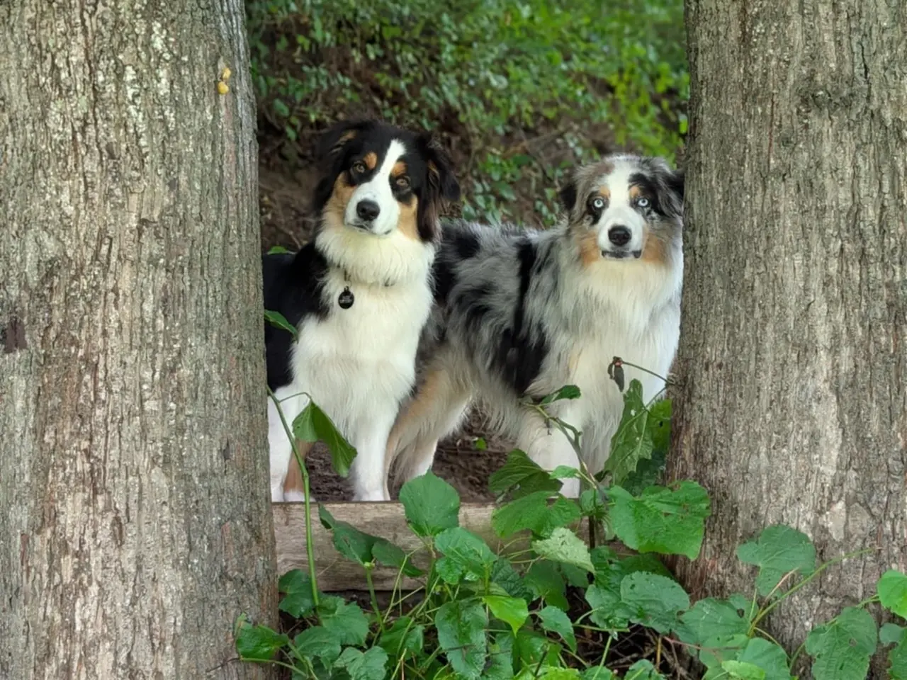 Billede 9 - Australian shepherd hvalpe