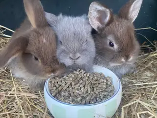 Mini lop kanin unge
