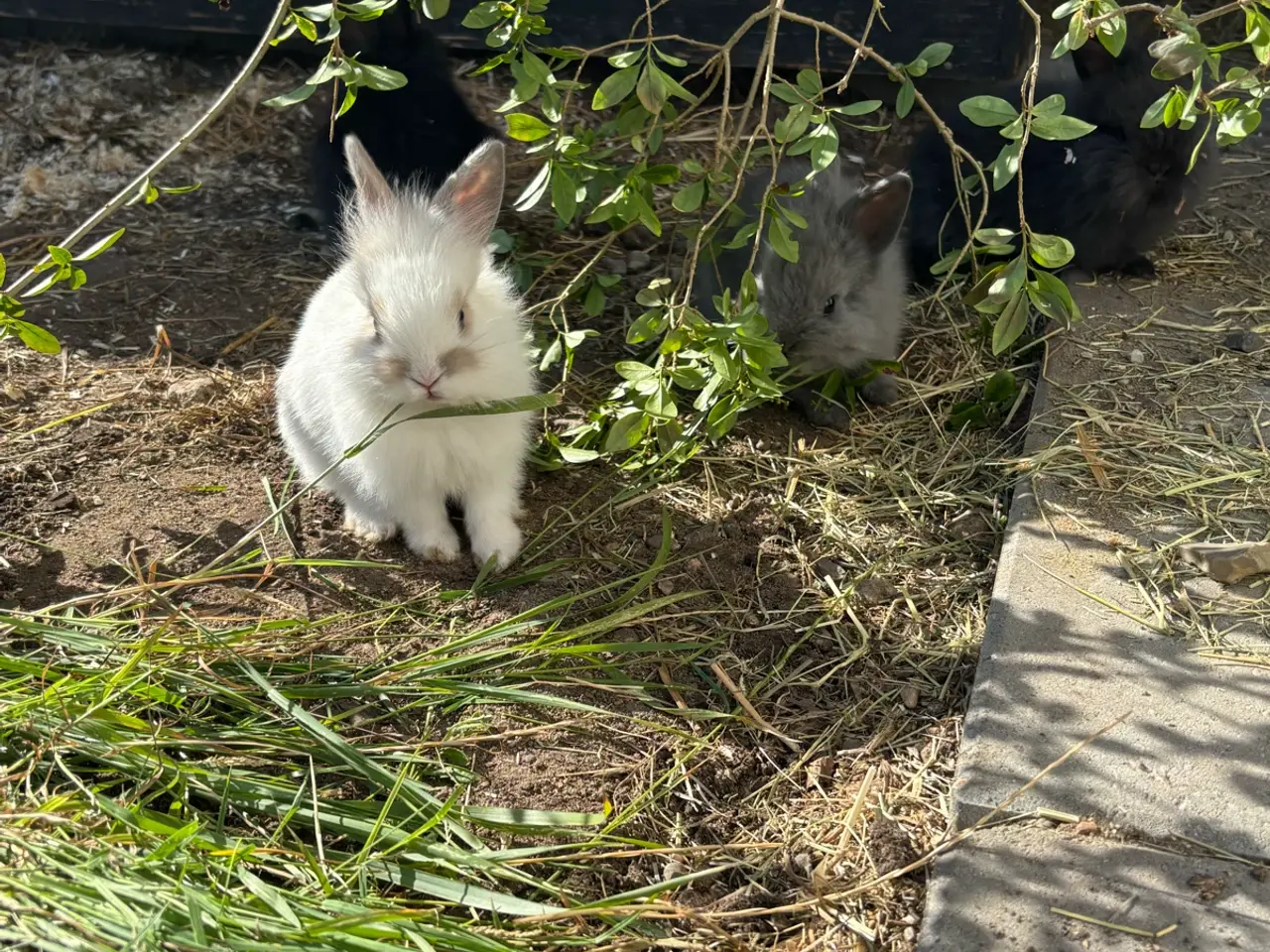 Billede 1 - Løvehoved kanin unger sælges 🐰