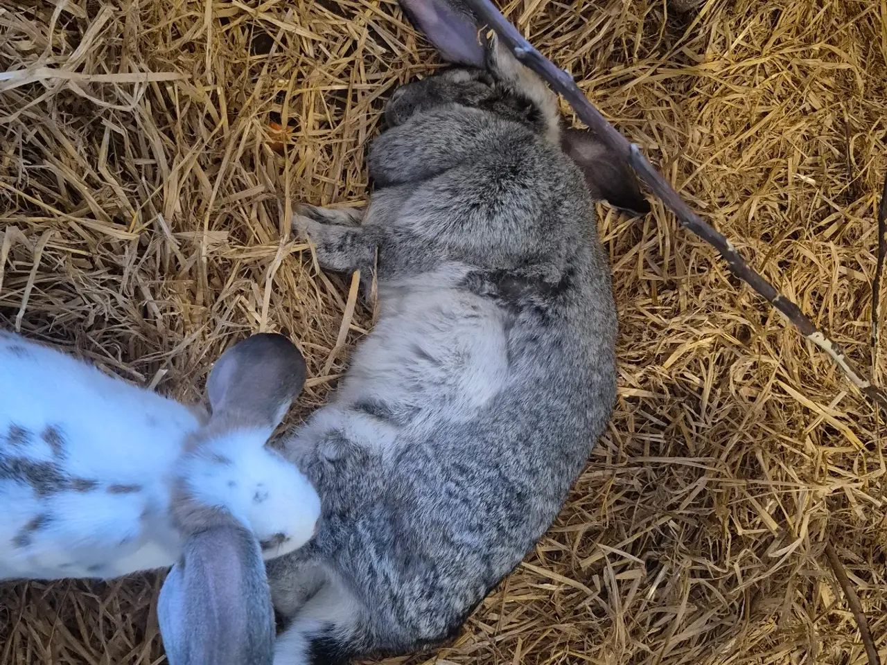 Billede 1 - 2 dejlige damer🐰