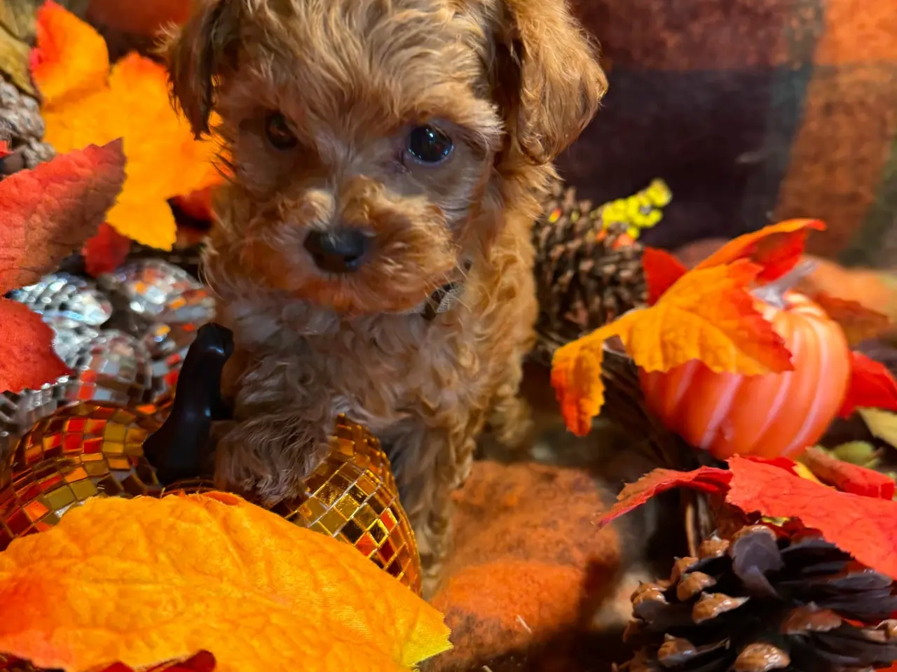 Billede 11 - Skønne mini Maltipoo hvalpe