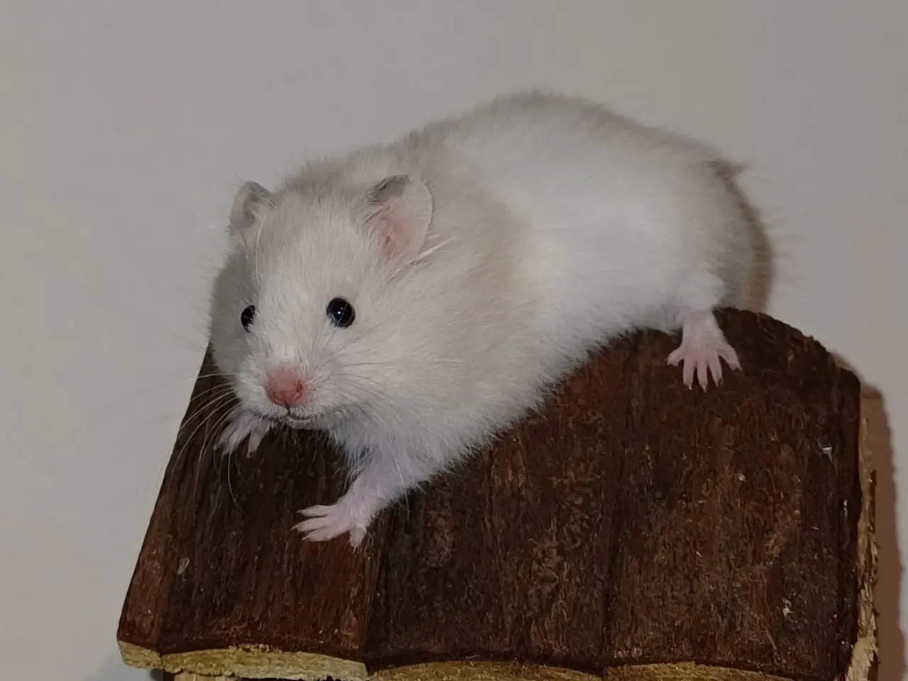 Billede 13 - Guldhamster unger