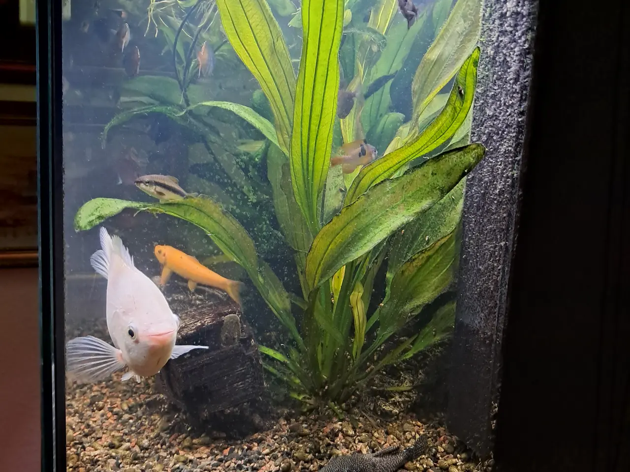 Billede 9 - Sort Juvel Aqua Lido akvarium 200 liters til salg.