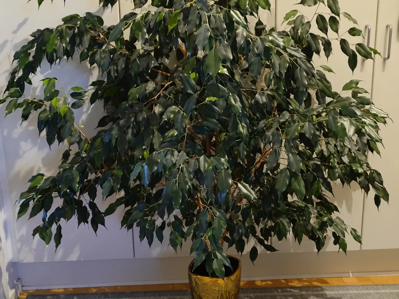 Billede 1 - Ficus Benjamin 1,6 meter høj