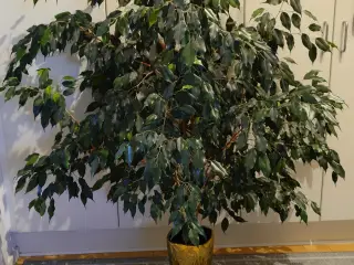 Ficus Benjamin 1,6 meter høj