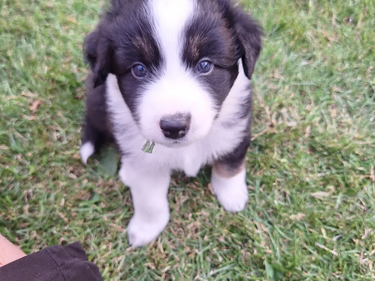 Billede 16 - Miniature American Shepherd hvalpe