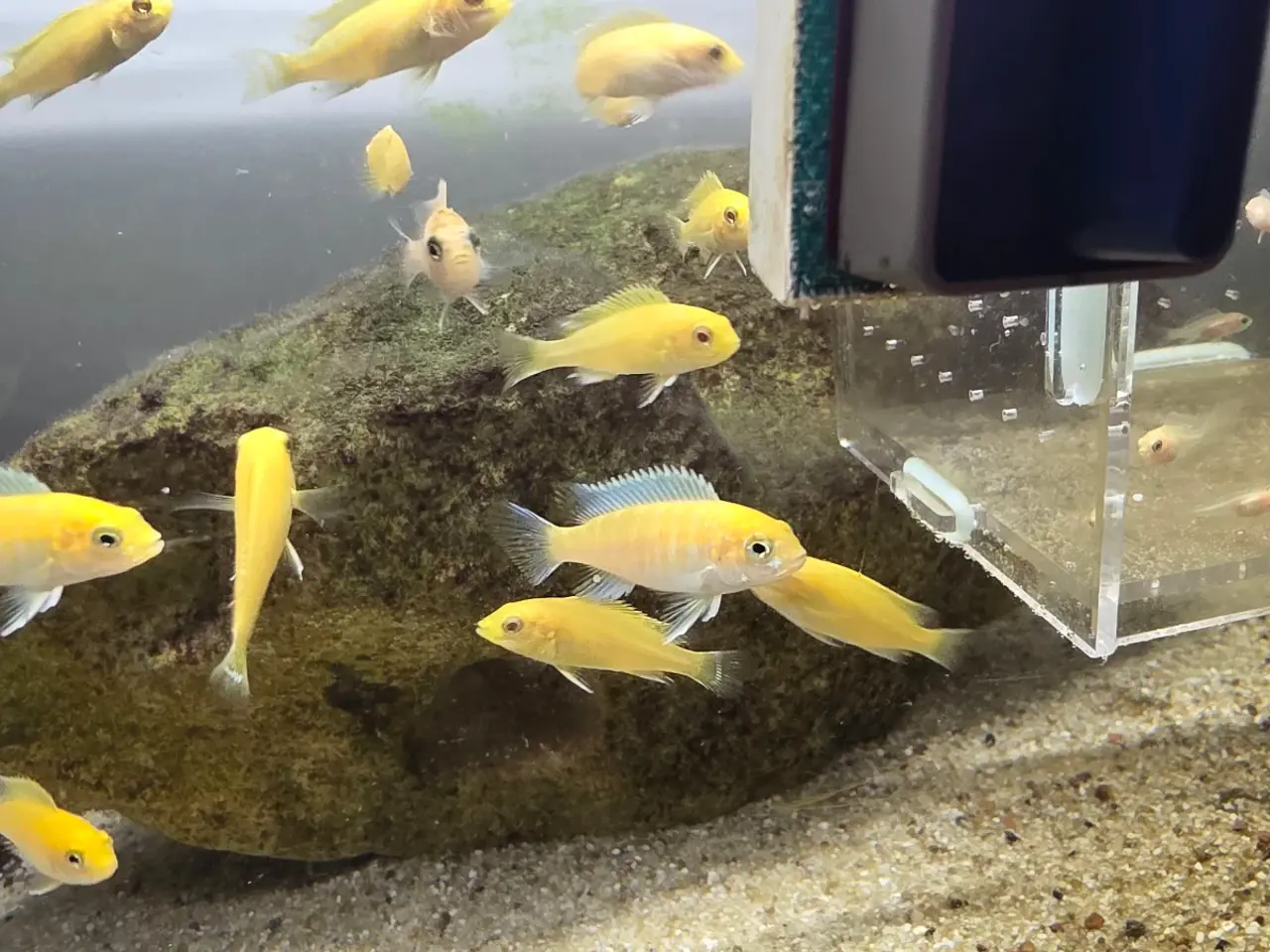 Billede 5 - Yellow Lab (Labidochromis caeruleus)