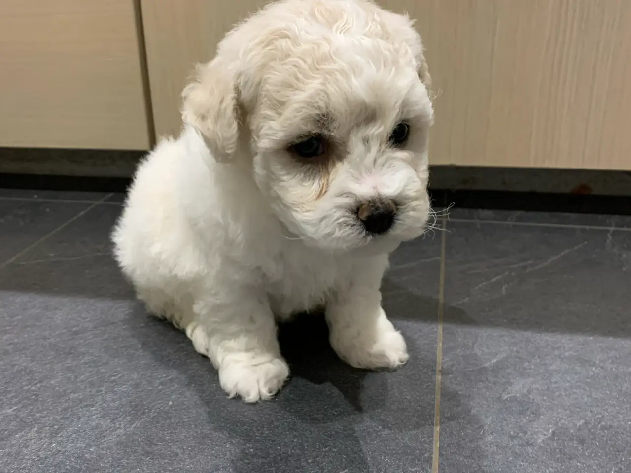 Billede 6 - Bichon Frise