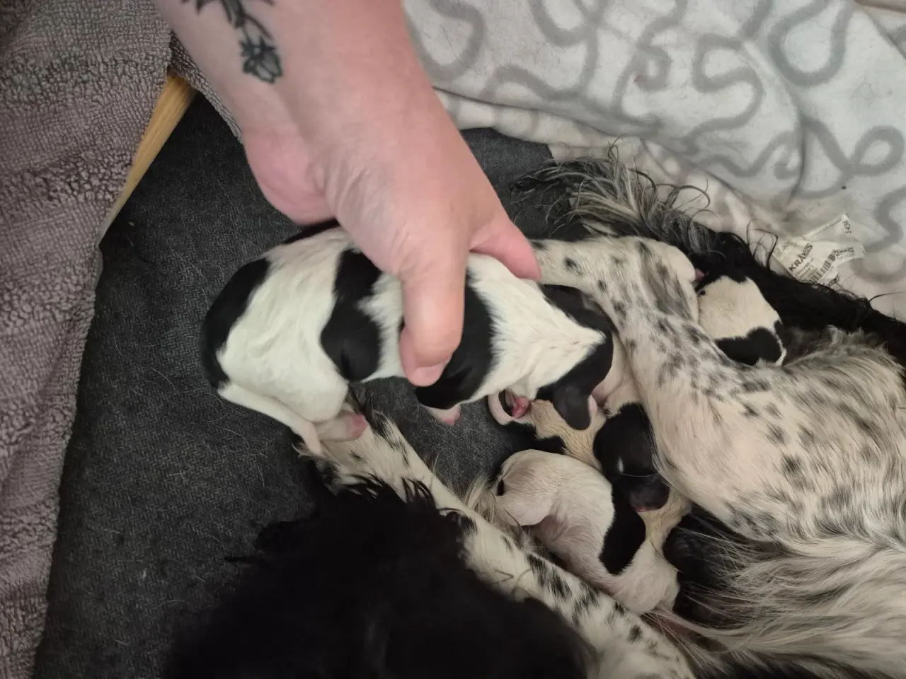 Billede 11 - FT. Engelsk springer spaniel Hvalpe sælges