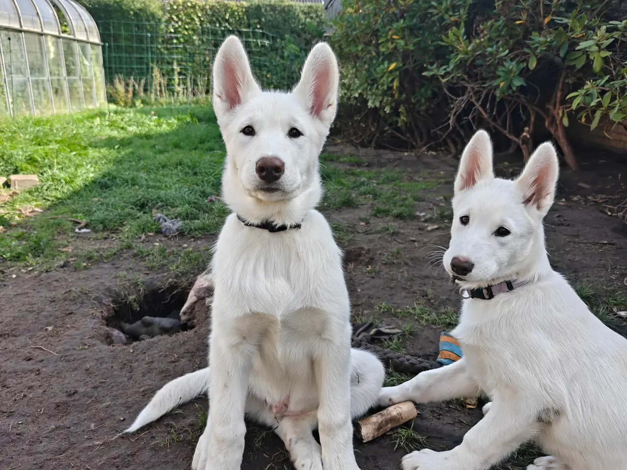 Billede 4 - Siberian husky og samojede tæve sælges