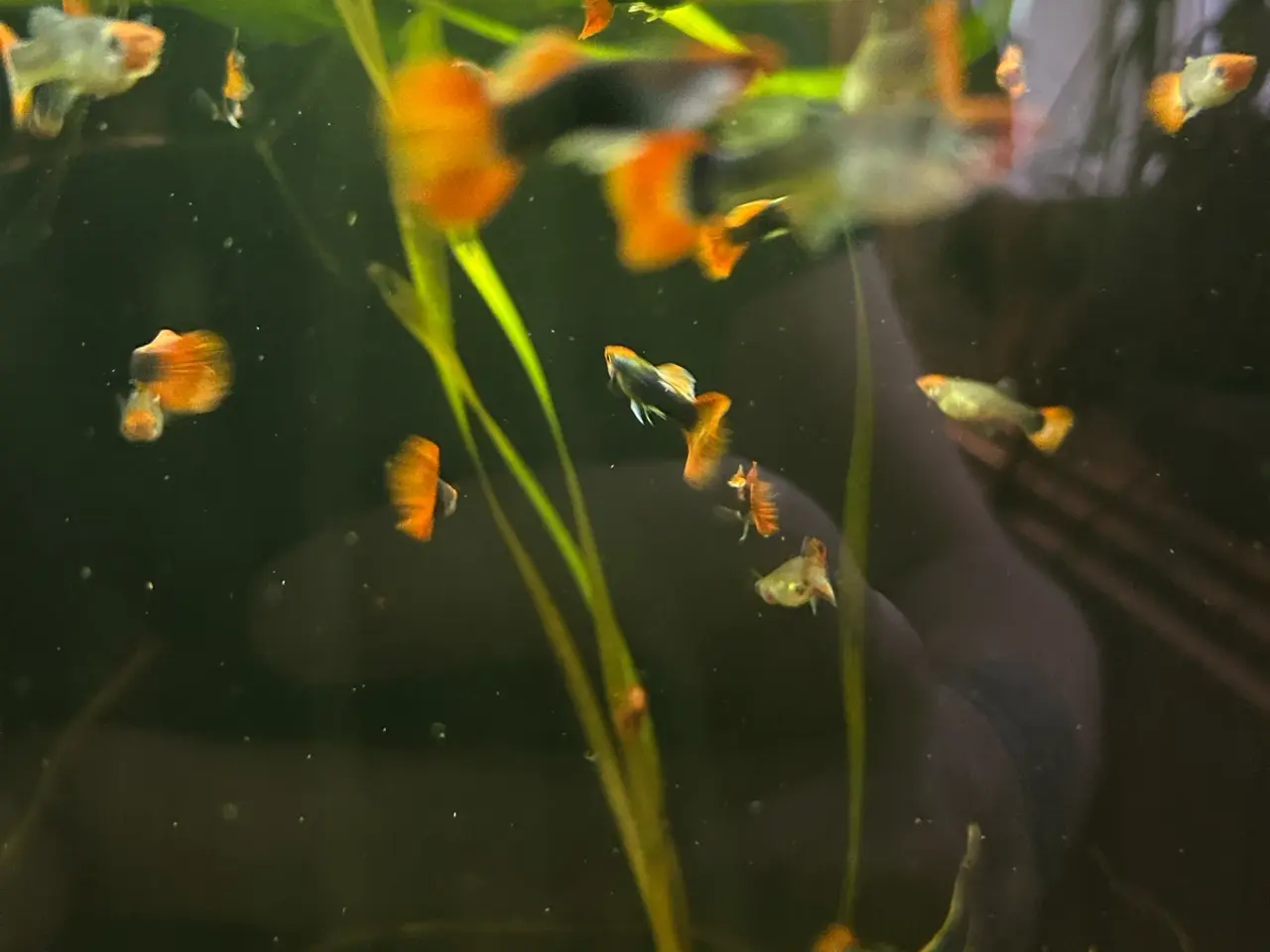 Billede 1 - 🔥❤️ Rednose Dumbo Guppy – Premium Voksne | Viby J